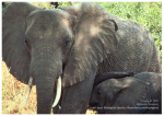 X-tra! A PEACE for ENDANGERED SPECIES - (EN) Elephant - English