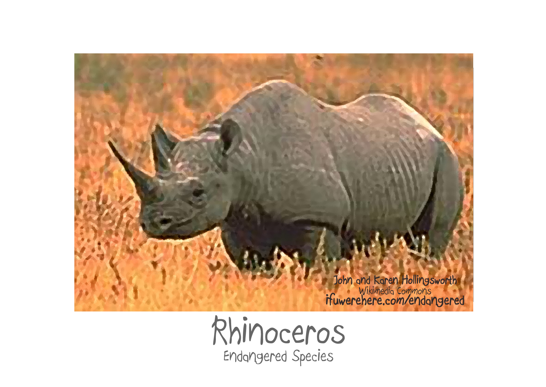 Rhino