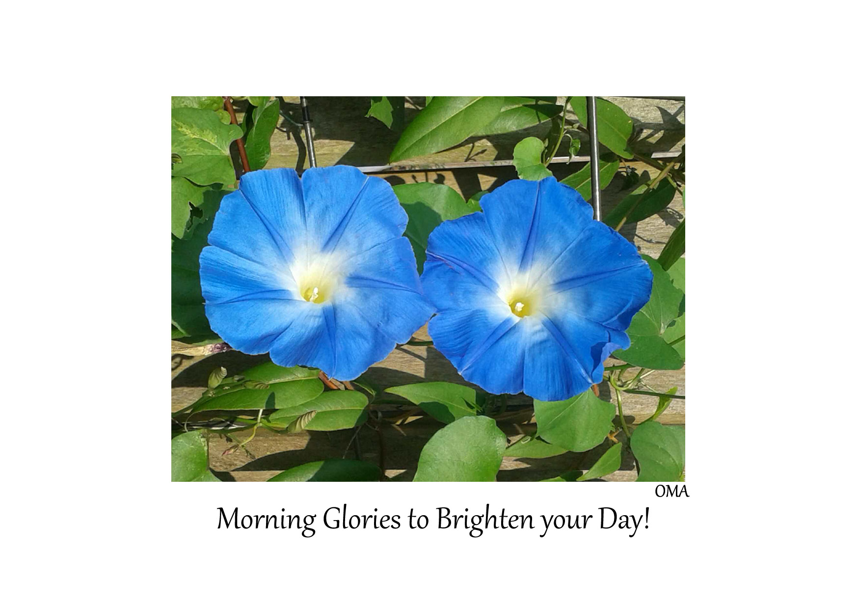 Morning Glories to Brighten Your Day