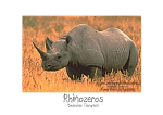 X-tra! A PEACE for ENDANGERED SPECIES - Rhinozeros